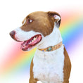 Load image into Gallery viewer, Rainbow Pride Collar Charm Set on a brown-and-white dog wearing a cork-style collar
