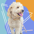 Carica l'immagine nel visualizzatore della galleria, Rainbow Pride Cork Leather Leash for pets by DIPHDA, pink cork strap with metal hardware.
