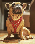Carica l'immagine nel visualizzatore della galleria, 'Star'' Harness Small to Medium size - Pet Collars & Harnesses from Bestia Dog Gear
