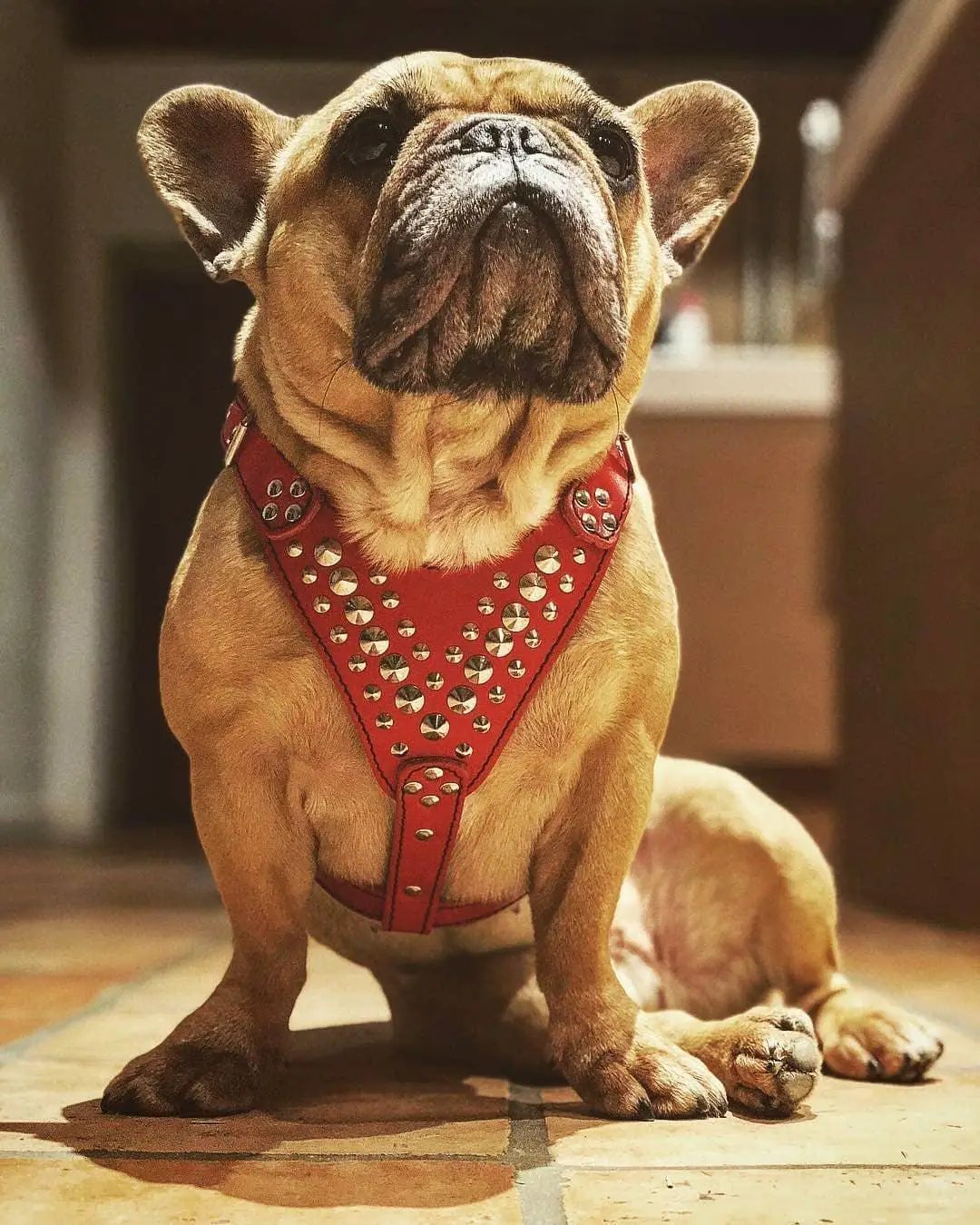 'Star'' Harness Small to Medium size - Pet Collars & Harnesses from Bestia Dog Gear