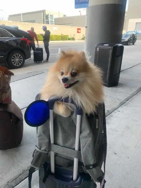 Mr. Peanut's Aspen Series airline-compliant backpack pet carrier; gray fabric with a fluffy Pomeranian peeking out.