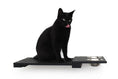 Carica l'immagine nel visualizzatore della galleria, Wall-mounted cat feeding shelf with two stainless steel bowls and a black cat with tongue out perched on top.
