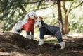 Load image into Gallery viewer, Spring Dog Rainproof Jacket red and gray raincoats on two dogs in a park
