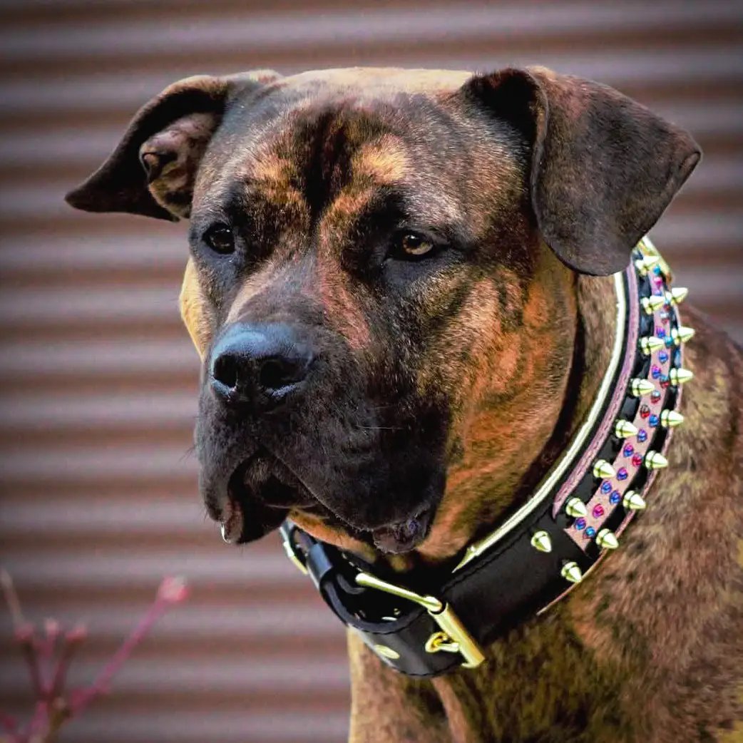The Candy Dog Collar Black - Pet Collars & Harnesses from Bestia Dog Gear
