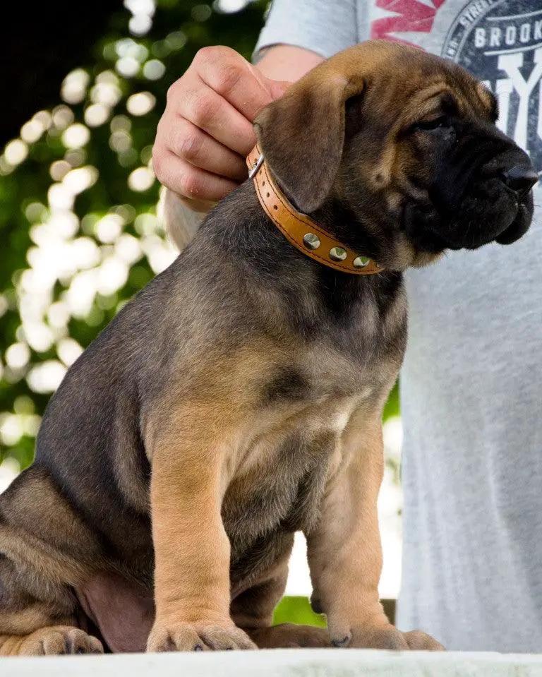 The "Superstar" puppy dog collar - Pet Collars & Harnesses from Bestia Dog Gear