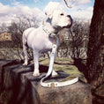 Bild in Galerie-Betrachter laden, The "Maximus" leash white & gold - Pet Leashes from Bestia Dog Gear
