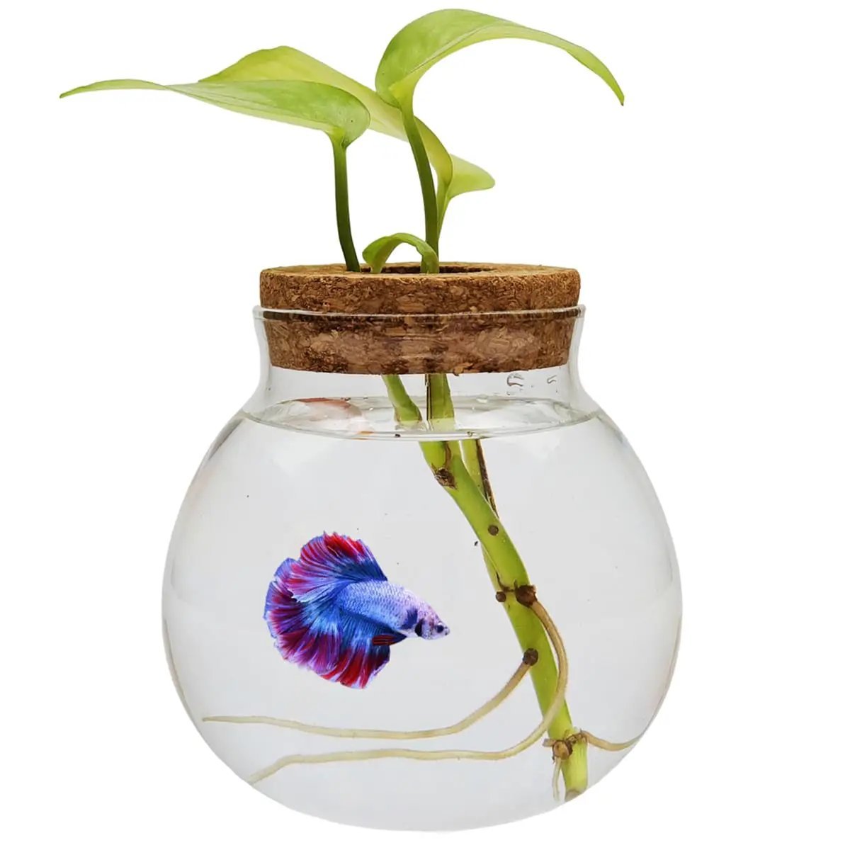 Small Betta Fish Tank Glass Fish Bowls for Betta Fish Goldfish Aquaponic Fish Tank and Plants Cuttings Planter Terrarium Desktop Decorations Gifts - from For Animals, With Love