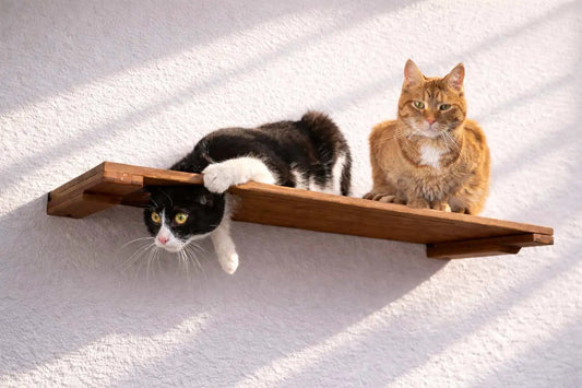 Wall Mounted Cat Shelf with two cats, black-and-white and orange tabby, on a natural wood shelf.