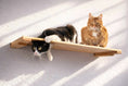 Load image into Gallery viewer, Wall Mounted Cat Shelf, wooden cat perch by Catastrophic Creations; two cats (black/white and orange tabby).
