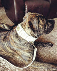 Bild in Galerie-Betrachter laden, The "Maximus" leash white & gold - Pet Leashes from Bestia Dog Gear
