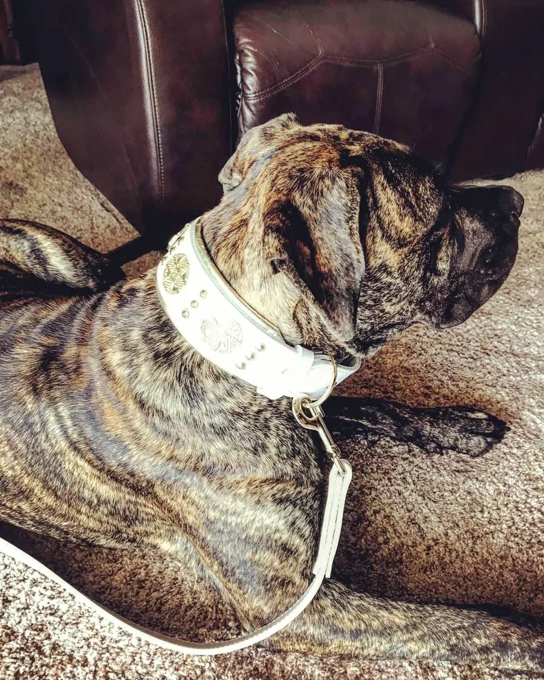 The "Maximus" leash white & gold - Pet Leashes from Bestia Dog Gear