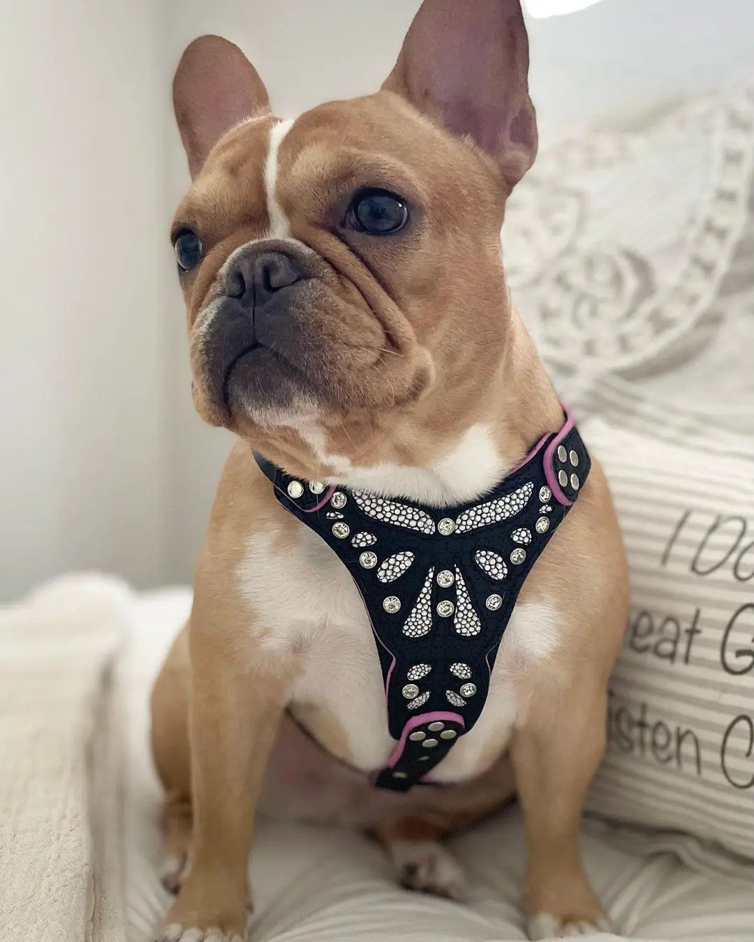 The ''Ariel'' harness Small to Medium Size - Pet Collars & Harnesses from Bestia Dog Gear