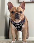 Load image into Gallery viewer, The ''Ariel'' harness Small to Medium Size - Pet Collars & Harnesses from Bestia Dog Gear
