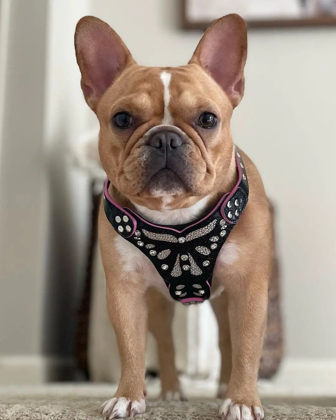 The ''Ariel'' harness Small to Medium Size - Pet Collars & Harnesses from Bestia Dog Gear
