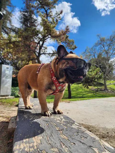 The ''Eros'' harness black Medium Size - Pet Collars & Harnesses from Bestia Dog Gear