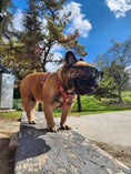 Carica l'immagine nel visualizzatore della galleria, The ''Eros'' harness red Small to Medium Size - Pet Collars & Harnesses from Bestia Dog Gear
