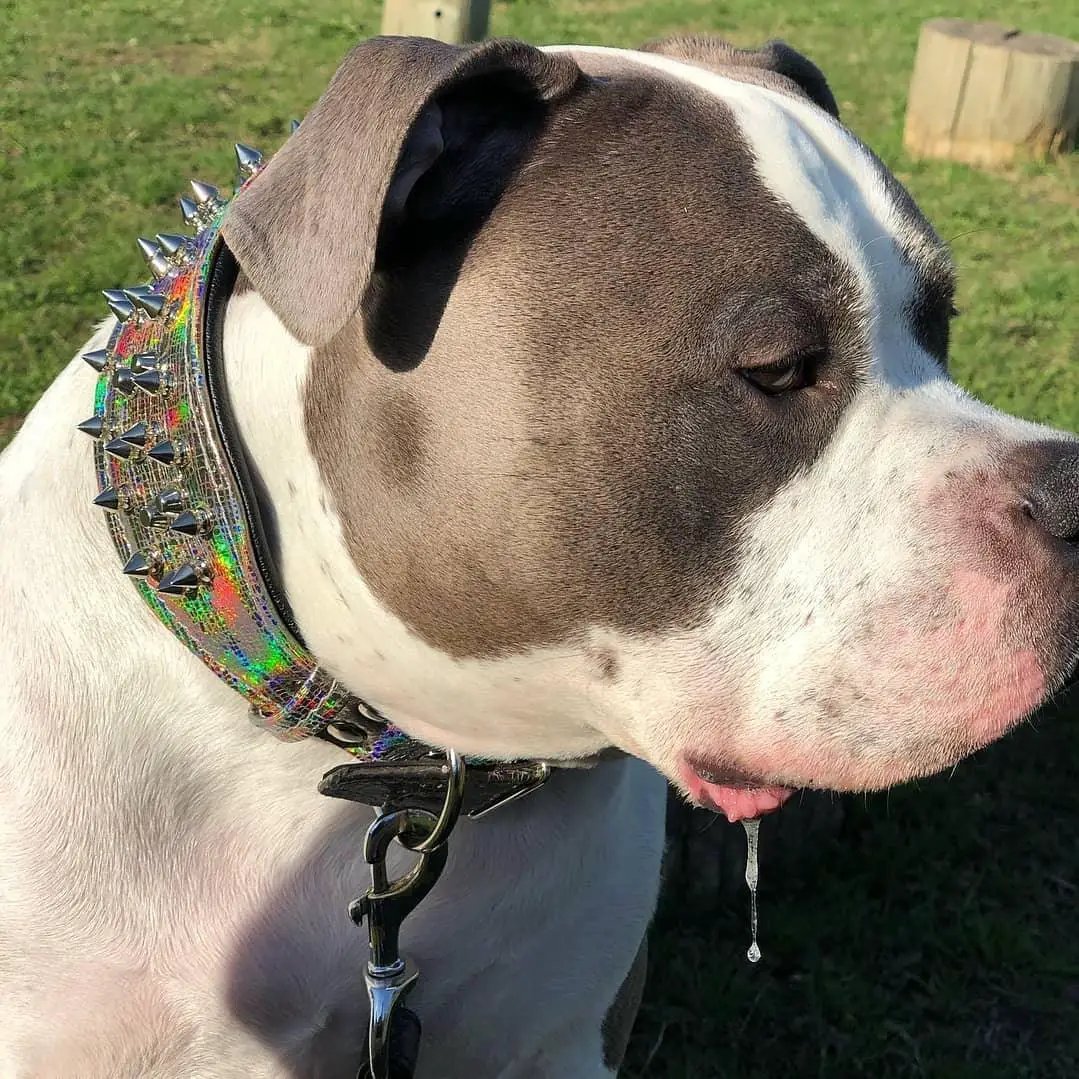 'Chameleon'' LIMITED big dog collar - Pet Collars & Harnesses from Bestia Dog Gear