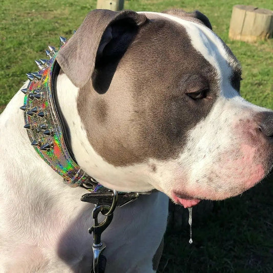 'Chameleon'' LIMITED big dog collar - Pet Collars & Harnesses from Bestia Dog Gear