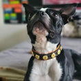 Carica l'immagine nel visualizzatore della galleria, The "Bijou" handmade puppy collar - Pet Collars & Harnesses from Bestia Dog Gear
