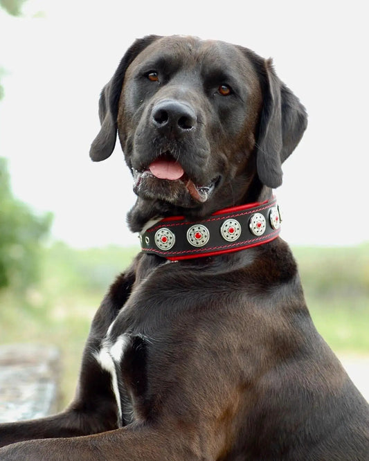 "Bijou" collar black & red - Pet Collars & Harnesses from Bestia Dog Gear