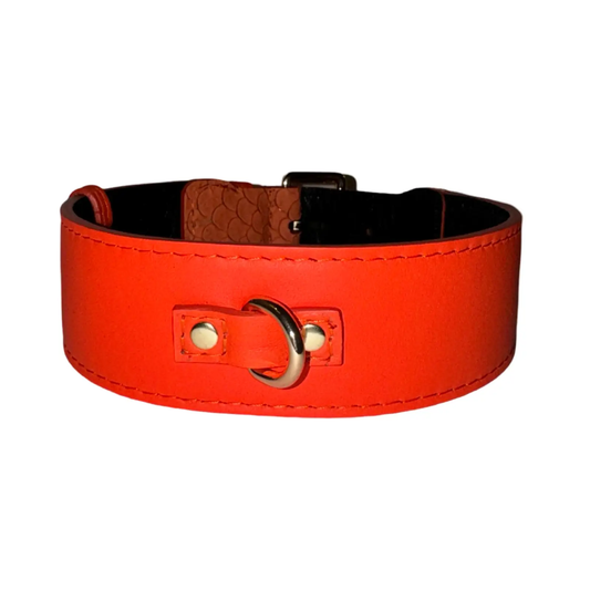 The Perfect Orange Classic Collar, orange leather with black lining and metal buckle and D-ring.