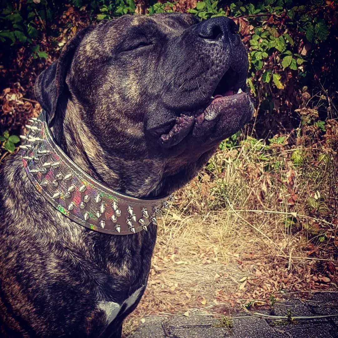 'Chameleon'' LIMITED big dog collar - Pet Collars & Harnesses from Bestia Dog Gear