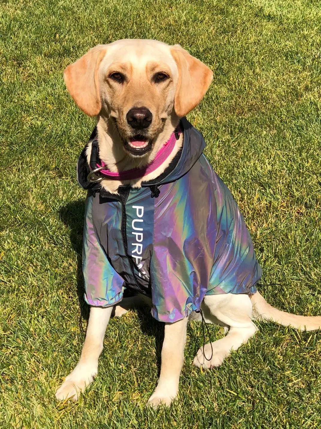 Microcrystalline reflective dog clothes by Pet Zen in iridescent holographic fabric on a golden retriever.