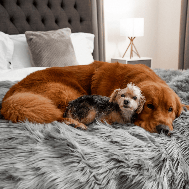 Paw.com PupProtector Waterproof Throw Blanket, Charcoal Grey