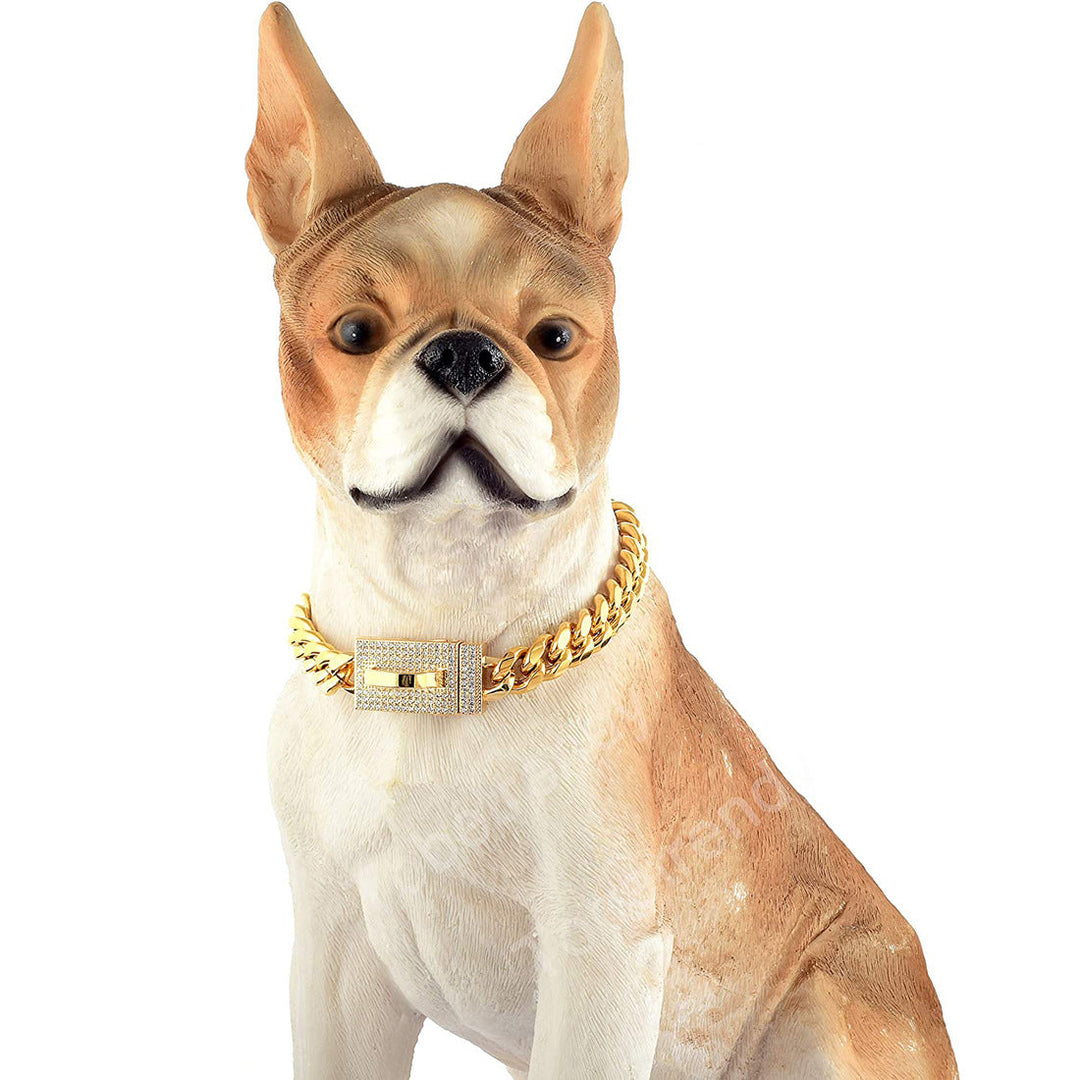 Dog wearing 10mm gold-tone chain collar