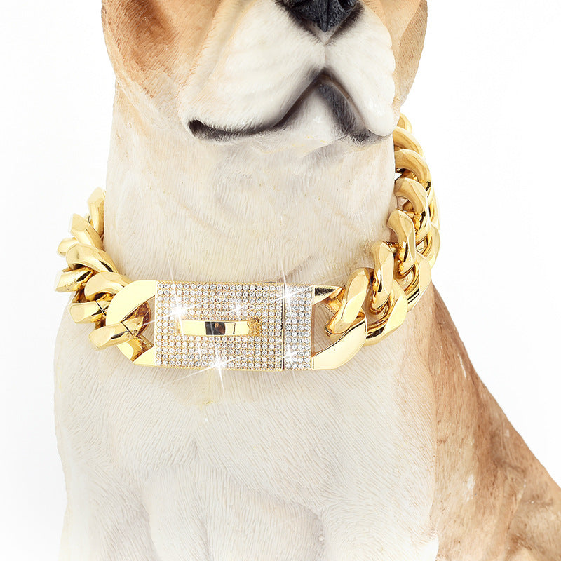 Dog wearing wide gold-tone chain collar