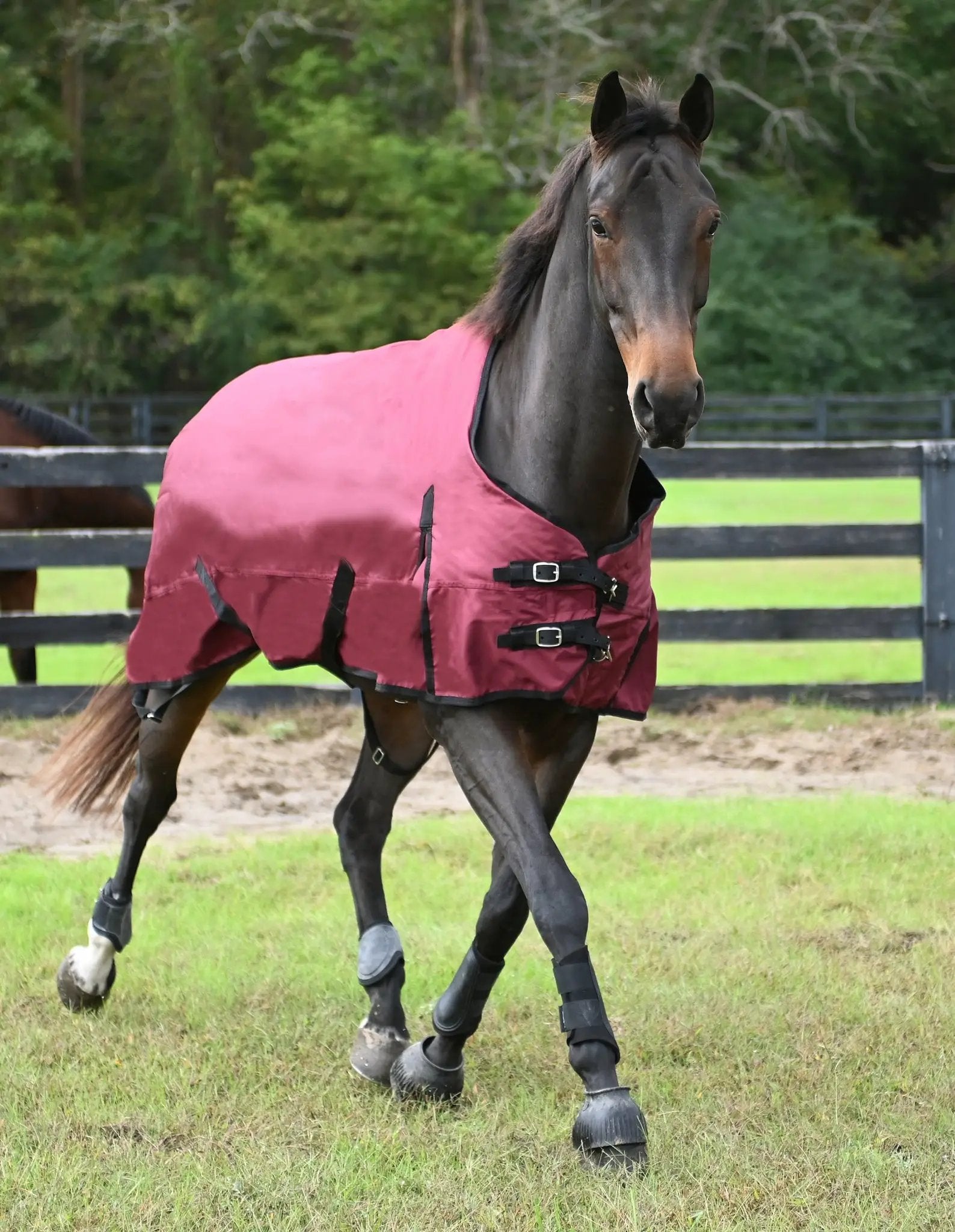 Gatsby Premium 1200D WP Turnout Blanket, pink on horse.