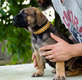 Charger l'image dans la visionneuse de la galerie, The "Superstar" puppy dog collar - Pet Collars & Harnesses from Bestia Dog Gear
