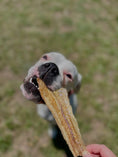 Carica l'immagine nel visualizzatore della galleria, Naked Beasts Pollock (Wild Caught) dog jerky; white dog biting a dried fish strip.
