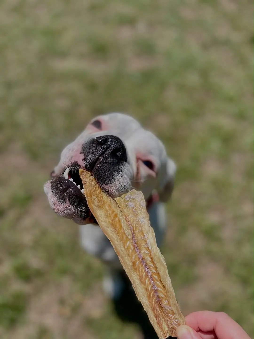 Naked Beasts Pollock (Wild Caught) dog jerky; white dog biting a dried fish strip.