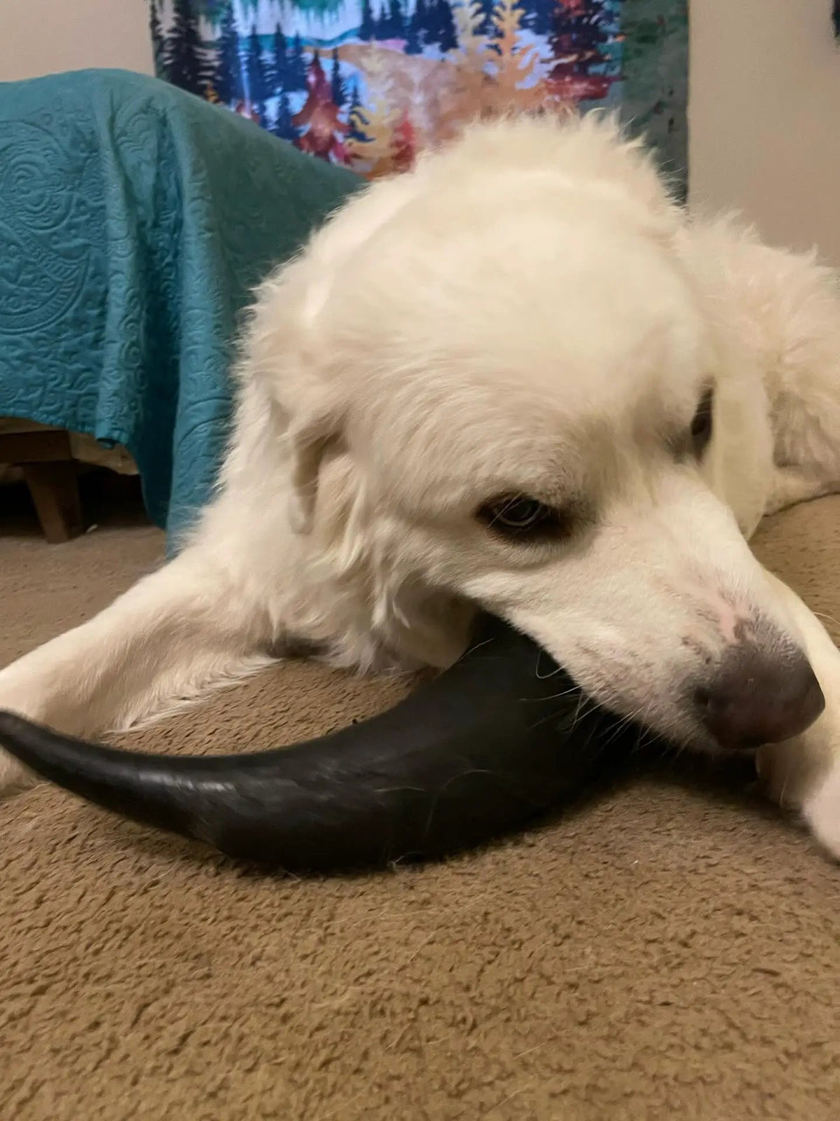 Bison horn chew for dogs; black horn chewed by a white fluffy dog indoors.
