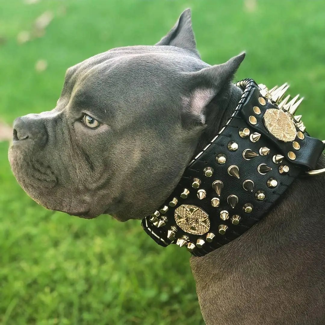 Imperium Bully Collection Hand Stitched Leather Show Collar 8 cm by Bestia Dog Gear