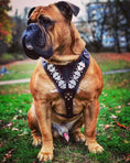 Load image into Gallery viewer, The "Steel" harness - Pet Collars & Harnesses from Bestia Dog Gear
