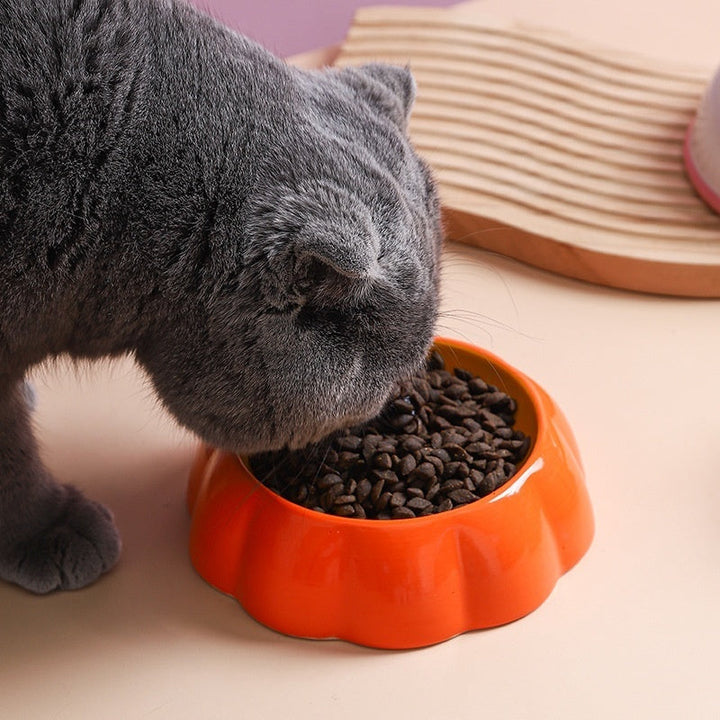 Cat eating from pumpkin bowl