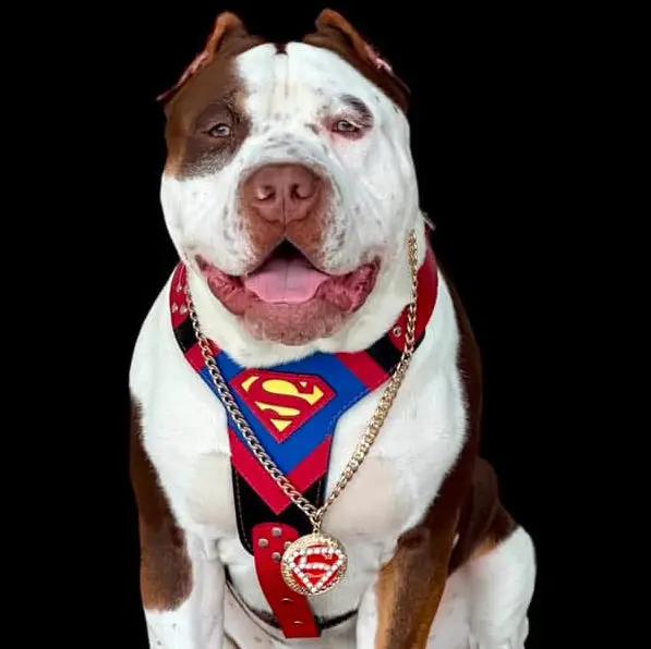 Superdog Harness - Harnesses from Bestia Dog Gear