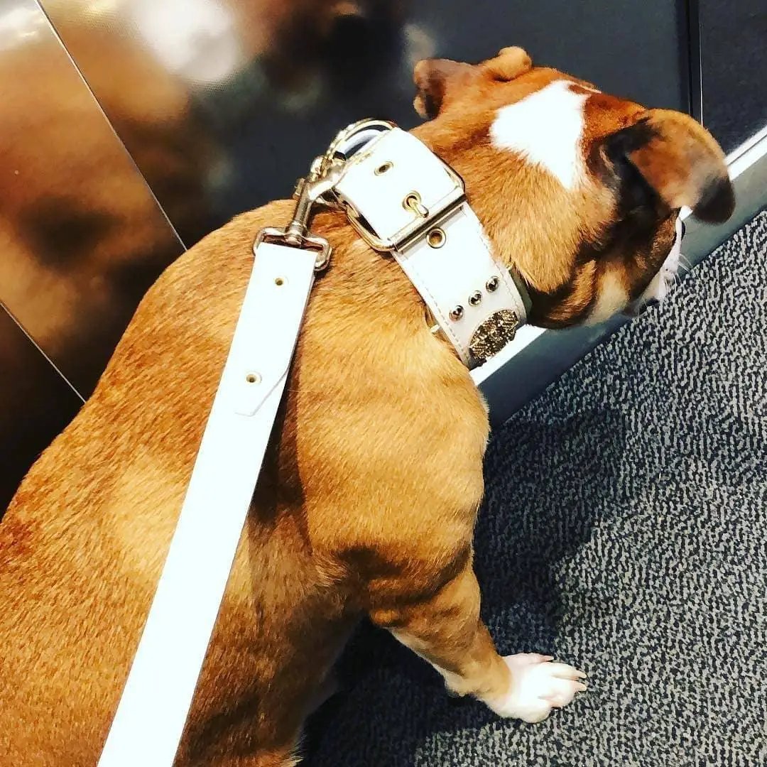The "Maximus" leash white & gold - Pet Leashes from Bestia Dog Gear