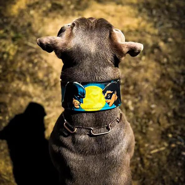 The BCW Limited Collar - Pet Collars & Harnesses from Bestia Dog Gear