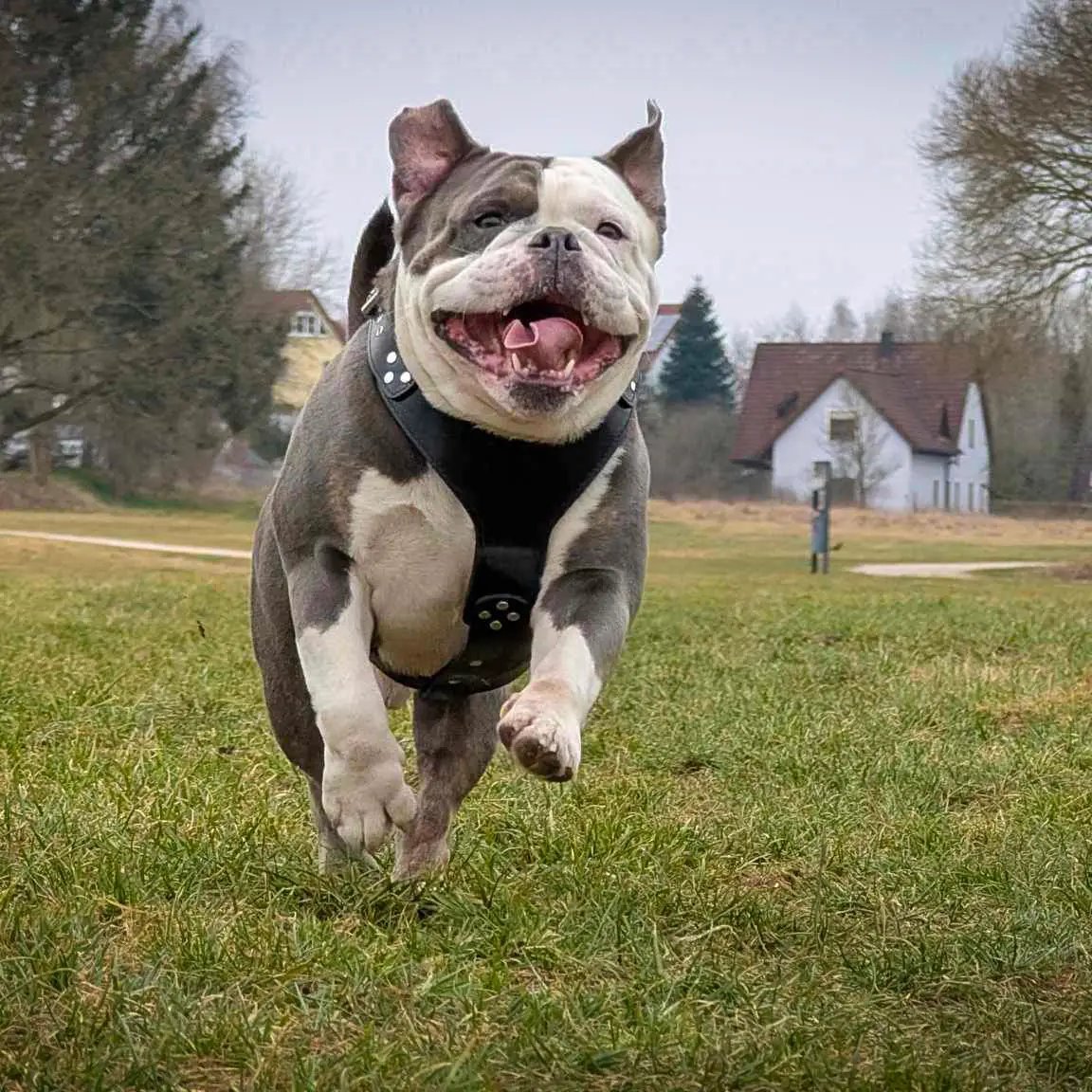 The ''Style'' harness Black - Pet Collars & Harnesses from Bestia Dog Gear