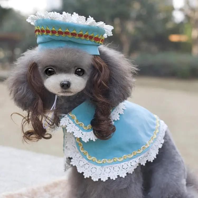 Pet clothing: blue lace-trim cape and matching hat on gray poodle