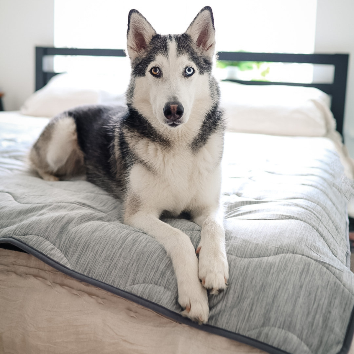 PupChill™ Cooling Waterproof Blanket - Arctic Grey, on a bed with a husky.