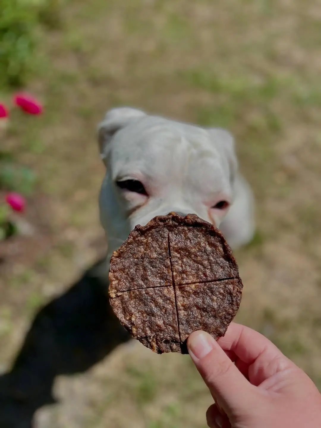 Angus beef patty quarter; brown, cooked exterior held outdoors with a white dog in the background