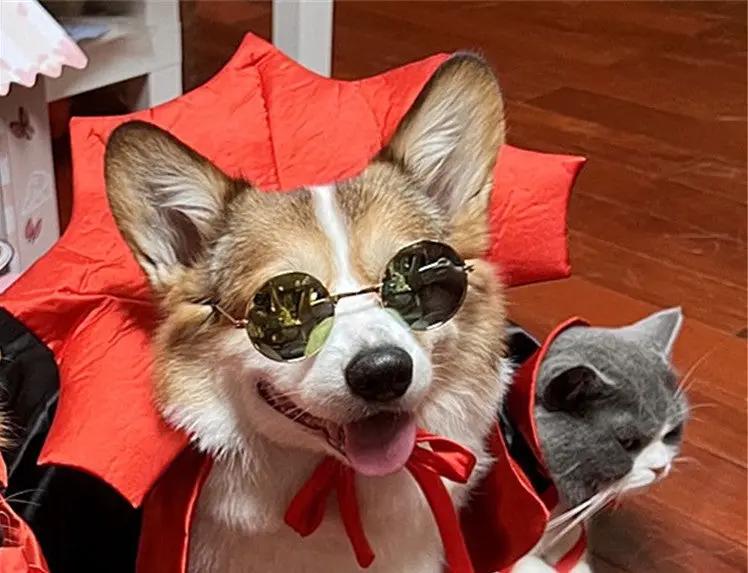 Pet Halloween vampire cape dog costume, red cape with round sunglasses on a corgi