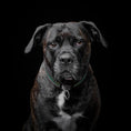Load image into Gallery viewer, Bestia D'Albertis black and iridescent leather dog collar, view 4

