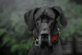 Load image into Gallery viewer, The ''Red Dragon'' collar - Pet Collars & Harnesses from Bestia Dog Gear
