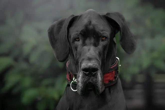 The ''Red Dragon'' collar - Pet Collars & Harnesses from Bestia Dog Gear