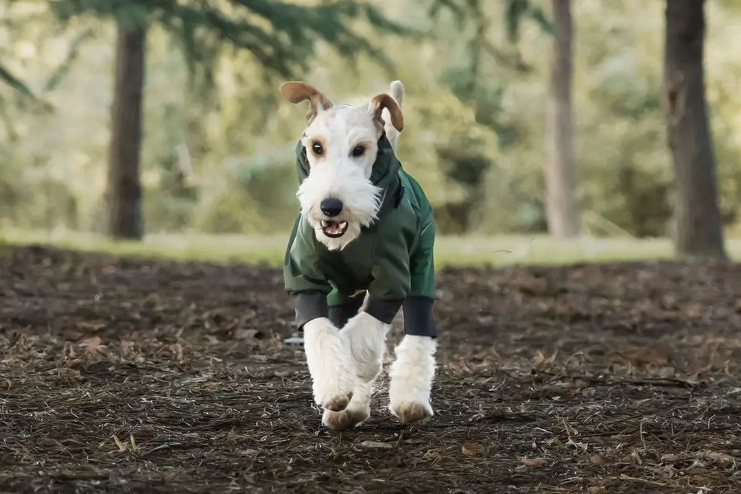 Spring Dog Rainproof Jacket green SOCKPET worn by a dog running through a forest.